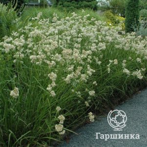 

Ожика снежно-белая