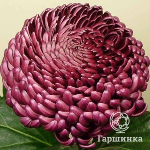 

Хризантема Бигоуди Пурпл