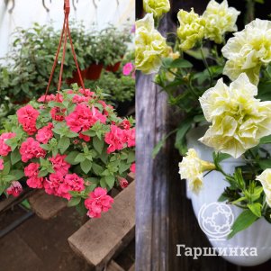 

Комплект петуний Тумбелина (Инга, Сюсанна) 6 шт