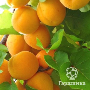 

Абрикос Карликовый