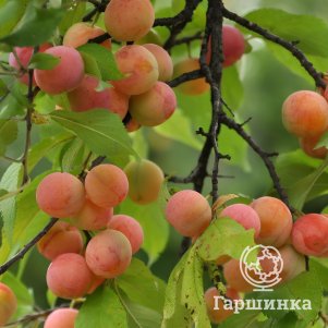 Абрикос Краснощекий