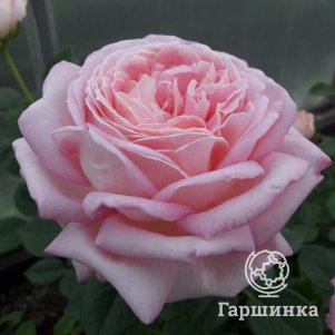 Роза Амазинг Грейс, Питомник роз Королева Роза - фото 1