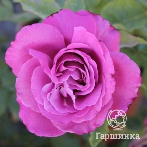 

Роза Клод Брассер чайно-гибридная, Питомник роз Королева Роза