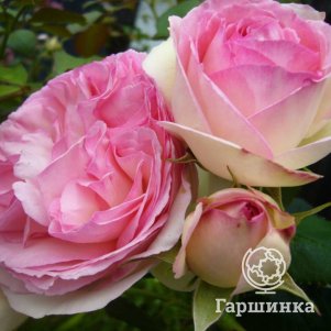 Роза Оноре де Бальзак, Питомник роз Королева Роза