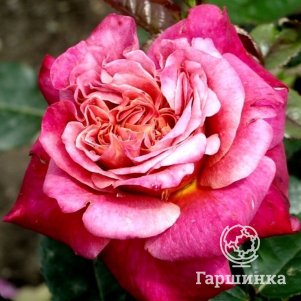Роза Сурир де Довиль, Питомник роз Королева Роза