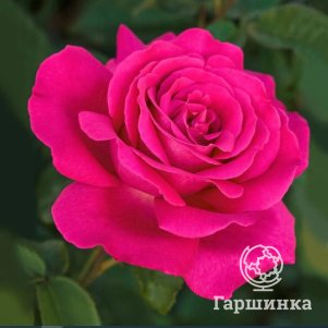

Роза Веласкес чайно-гибридная, Питомник роз Королева Роза