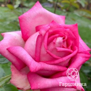 

Роза Веддинг Беллс чайно-гибридная, Питомник роз Королева Роза