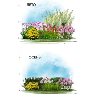 

Композиция из многолетников для солнечного участка