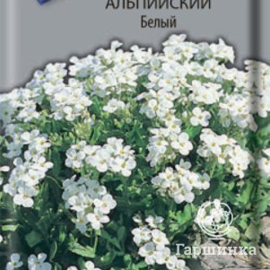 Семена Арабис Белый альпийский, ц/п, 0,1 гр. - фото 1
