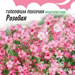 

Семена Гипсофила Ползучая Розовая, ц/п, серия Розовые сны, 0,1 г