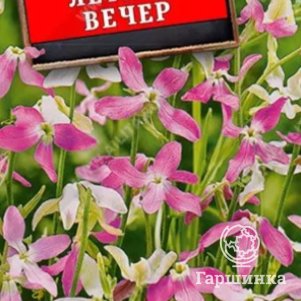 

Семена Маттиола двурогая Летний вечер, ц/п, 0,5г