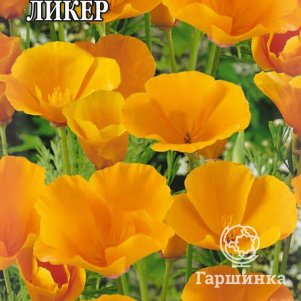 

Семена Эшшольция Апельсиновый ликер, ц/п, 0,2 г