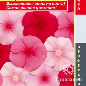 Семена Катарантус розовый (Барвинок) Пацифик Липстик Микс, 8 шт, Плазменные семена - фото 1