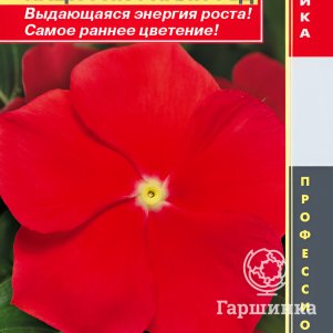 Семена Катарантус розовый (Барвинок) Пацифик Риали Ред, 8 шт, Плазменные семена - фото 1