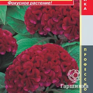 Семена Целозия гребенчатая (серия Armor) Красная 10 шт, Плазменные семена