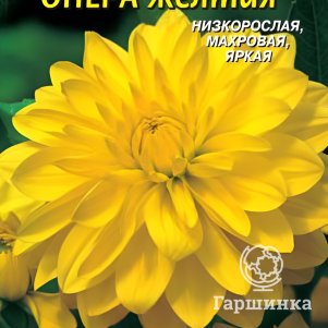 Семена Георгина Опера желтая, 10 шт, Плазменные семена - фото 1