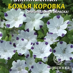 

Семена Немофила пятнистая Божья коровка 0,2г, Плазменные семена