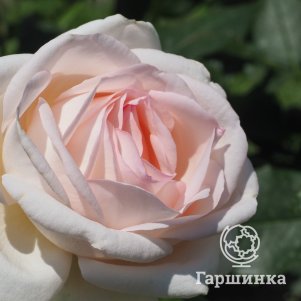 Роза Грю Ляроз, Питомник роз Королева Роза