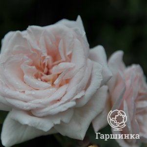Роза Грациоза, Питомник роз Королева Роза
