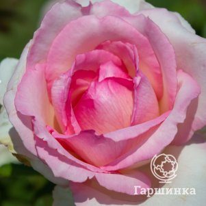 Роза Оноре Де Бальзак, Питомник роз