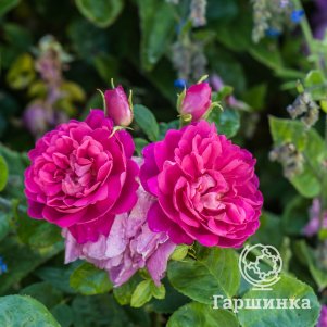 

Роза Янг Люсидас, Питомник роз