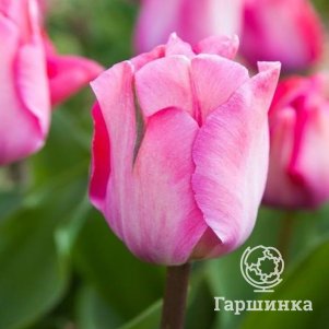 

Тюльпан Пинк Саунд Дарвина 5шт
