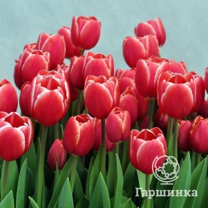 

Тюльпан Кунг Фу 3 шт