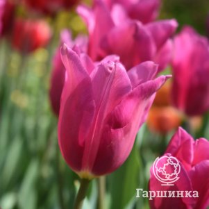 

Тюльпан Пинк Флаг Триумф 3 шт