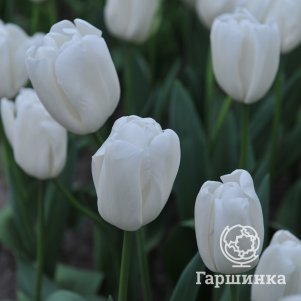 

Тюльпан Сноуборд Триумф 3 шт