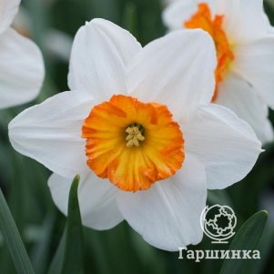 

Нарцисс Баррет Браунинг гофрир.коронка 3 шт.