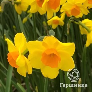 

Нарцисс Корниш Дан крупнокорончатый 3 шт