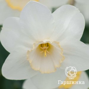 

Нарцисс Фрости Сноу крупнокорончатый 3 шт