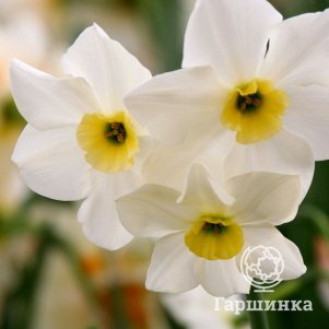

Нарцисс Лике 3 шт