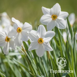 

Нарцисс Физантс Ай мини 3 шт