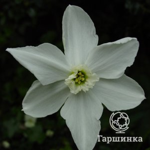 

Нарцисс Полар Айс мелкокорончатый 3 шт