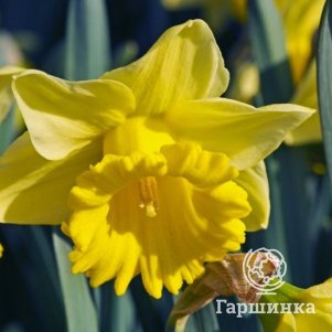 

Нарцисс Ренвелдс Эрли Сенсейшн 3 шт
