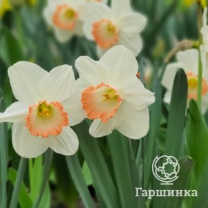 

Нарцисс Саломе крупнокорончатый 5шт.