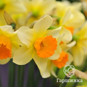 

Нарцисс Семпре Аванти крупнокорончатый 3 шт