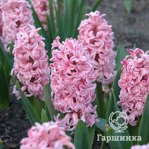 Гиацинт Анна Мария