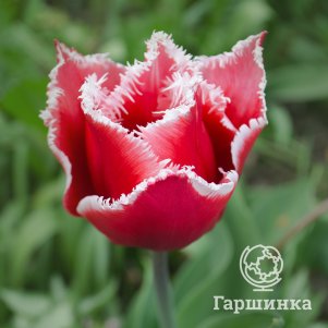 

Тюльпан Белл Сонг бахромчатый 5шт