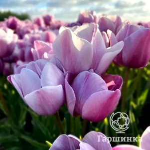 Тюльпан Блю Хевен многоцветковый 5шт