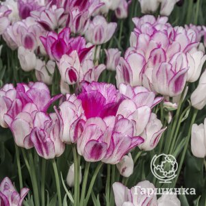 Тюльпан Кэнди Клаб многоцветковый 4 шт - фото 1
