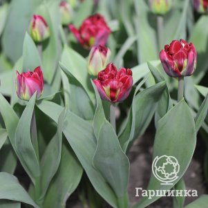 

Тюльпан Каньон махровый поздний 3 шт