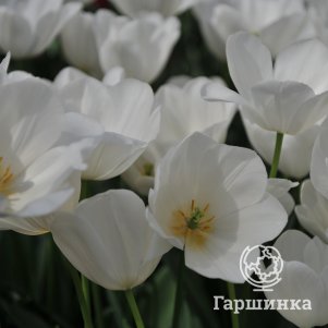 

Тюльпан Клирвотер простой поздний 5шт