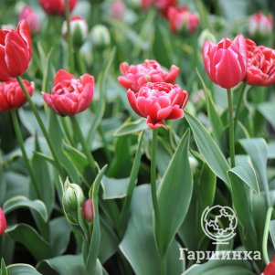 

Тюльпан Даззлинг Сенсейшн махровый поздний 2 шт