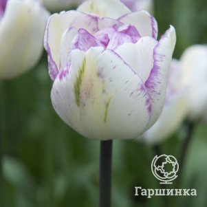 

Тюльпан Дабл Ширли махровый поздний 4 шт