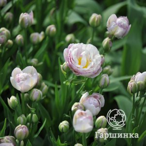 

Тюльпан Дабл Сюрприз махровый поздний 3 шт