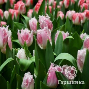 

Тюльпан Дракенштейн бахромчатый 5 шт