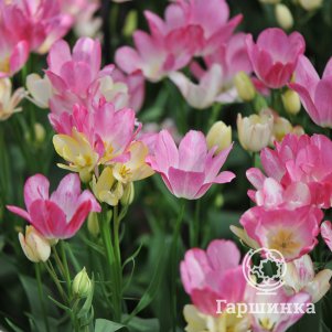 Тюльпан Дрим Клаб многоцветковый 5 шт - фото 1