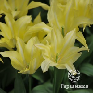 Тюльпан Флорин Шик лилиецветный 5 шт